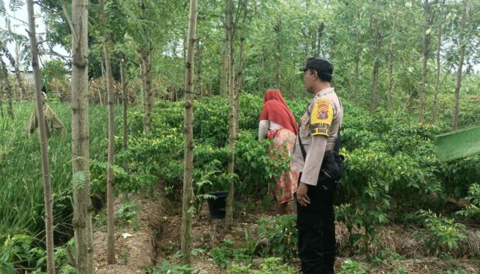 Sinergi Polri dan Petani di Ombe Baru, Perkuat Ketahanan Pangan Lokal