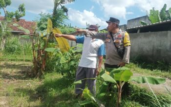 Ketahanan Pangan Dimulai dari Pekarangan, Inisiatif Bhabinkamtibmas di Dusun Dawung