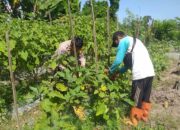 Ketahanan Pangan Diperkuat, Bhabinkamtibmas Gandeng Petani Jagaraga