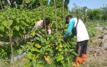 Ketahanan Pangan Diperkuat, Bhabinkamtibmas Gandeng Petani Jagaraga