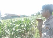 ketahanan pangan, Bhabinkamtibmas, Labuapi, Polsek Labuapi, pekarangan produktif, pertanian lokal, sinergi polisi masyarakat, NTB, pangan nasional, Harkamtibmas