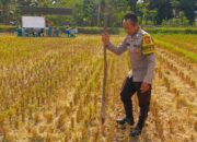 Kunjungan Bhabinkamtibmas Kuripan Utara, Ajak Petani Dukung Ketahanan Pangan Nasional