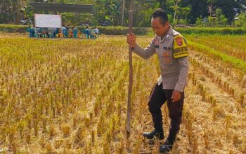 Kunjungan Bhabinkamtibmas Kuripan Utara, Ajak Petani Dukung Ketahanan Pangan Nasional