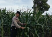 Peran Aktif Bhabinkamtibmas Labuapi Dukung Ketahanan Pangan Lokal