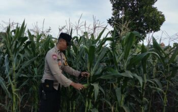 Peran Aktif Bhabinkamtibmas Labuapi Dukung Ketahanan Pangan Lokal