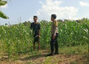 Polisi Desa Cendi Manik Dorong Ketahanan Pangan Lewat Pendampingan Petani Sekotong