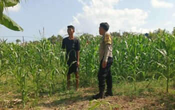 Polisi Desa Cendi Manik Dorong Ketahanan Pangan Lewat Pendampingan Petani Sekotong