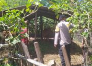 Bhabinkamtibmas Batu Putih Bina Warga Kembangkan Sapi Ternak