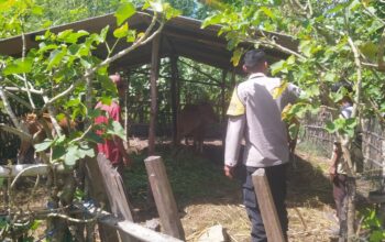 Bhabinkamtibmas Batu Putih Bina Warga Kembangkan Sapi Ternak