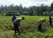 Sinergi Polisi-Warga Kuripan, Ketahanan Pangan Dimulai dari Pekarangan