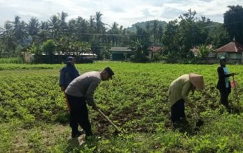 Sinergi Polisi-Warga Kuripan, Ketahanan Pangan Dimulai dari Pekarangan