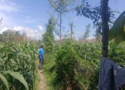 Polsek Gerung Pantau Lahan Jagung Siap Panen di Desa Beleka