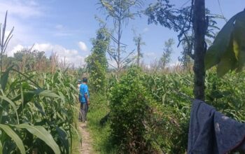 Polsek Gerung Pantau Lahan Jagung Siap Panen di Desa Beleka