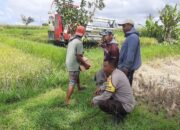 Sinergi Petani dan Polisi di Kediri Lombok Barat, Wujudkan Swasembada Jagung