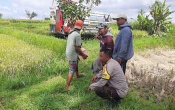 Sinergi Petani dan Polisi di Kediri Lombok Barat, Wujudkan Swasembada Jagung