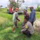 Dukung Ketahanan Pangan, Bhabinkamtibmas Kediri Bantu Pendataan Lahan Jagung