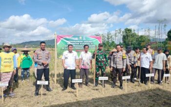 Sinergi Polri, TNI, dan Warga Dukung Swasembada Pangan di Jagaraga, Kuripan