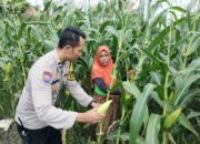 Pekarangan Produktif, Desa Aman: Inisiatif Ketahanan Pangan Bhabinkamtibmas Labuapi