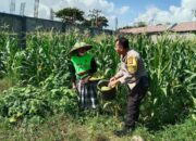 Polsek Labuapi Edukasi Warga Desa Jerneng untuk Tanam Sayur