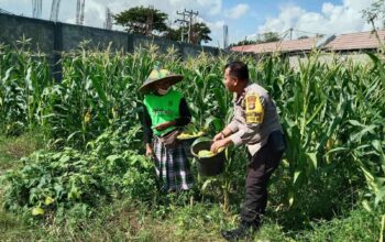Polsek Labuapi Edukasi Warga Desa Jerneng untuk Tanam Sayur