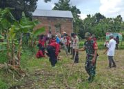 Sinergi Polsek Batulayar dan Warga Sandik Tanam Jagung Dukung Ketahanan Pangan