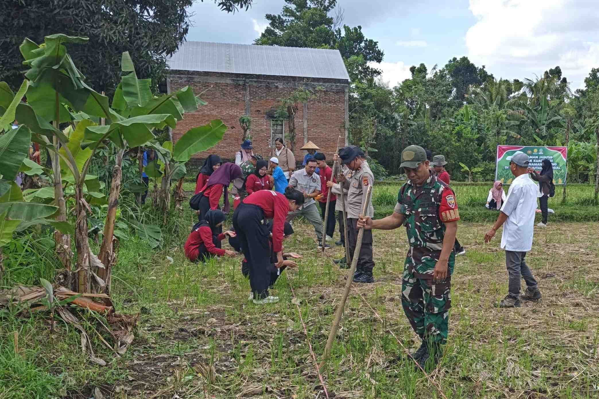 Sinergi Polsek Batulayar dan Warga Sandik Tanam Jagung Dukung Ketahanan Pangan