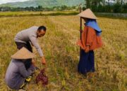 Sinergi Polsek Kuripan dan Petani Iting Langgem, Dukung Swasembada Pangan Lokal