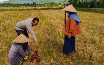 Sinergi Polsek Kuripan dan Petani Iting Langgem, Dukung Swasembada Pangan Lokal