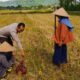 Sinergi Polri dan Petani di Dusun Iting Langgem Tingkatkan Produktivitas Pertanian