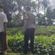 Ketahanan Pangan Dimulai dari Pekarangan Warga Lembar