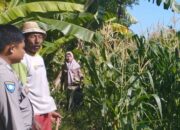 Jagung Jadi Andalan Banyumulek untuk Stabilkan Pangan Lokal
