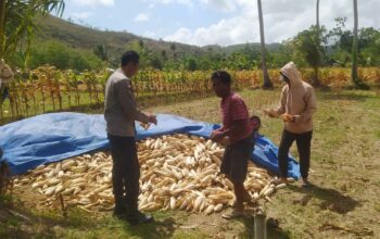 Bhabinkamtibmas Dampingi Panen Jagung di Desa Batu Putih Sekotong