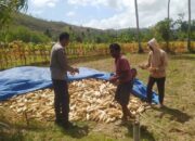 Bhabinkamtibmas Sekotong Dukung Petani Jagung di Desa Batu Putih