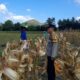 Bhabinkamtibmas Tempos Dampingi Panen Jagung, Wujud Nyata Dukung Ketahanan Pangan