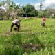 Dukung Ketahanan Pangan, Bhabinkamtibmas Kuripan Ajak Warga Manfaatkan Lahan Produktif