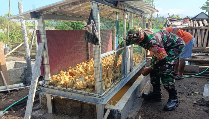 Kisah Peternakan Bebek Safiudin di Langko Didampingi Babinsa