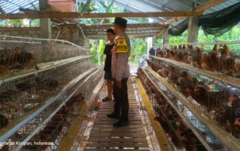 Kemitraan Strategis, Bhabinkamtibmas Kuripan dan Peternak Berkolaborasi Wujudkan Ketahanan Pangan