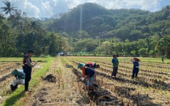 Polres Lombok Barat Dampingi Petani Jagung Desa Kebon Ayu untuk Ketahanan Pangan