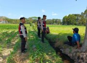 Polres Lombok Barat Pantau Lahan Jagung di Desa Tempos untuk Dukung Swasembada Pangan