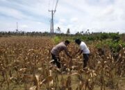 Polri Dampingi Petani Kedaro Sinergi Ketahanan Pangan di Lombok Barat