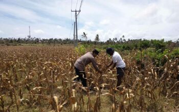 Polri Dampingi Petani Kedaro Sinergi Ketahanan Pangan di Lombok Barat