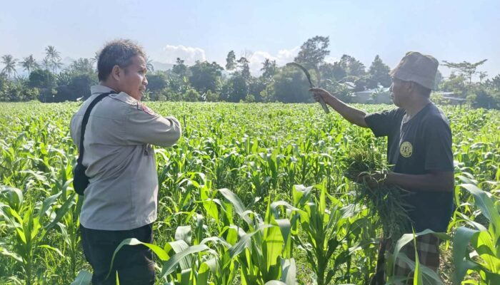 Sinergi Polri dan Warga Sandik Kembangkan Pertanian Pekarangan