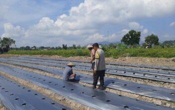 Polsek Kediri Dorong Warga Montong Are Tanam Cabai untuk Ketahanan Pangan
