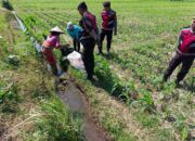 Sat Samapta Polres Lombok Barat Dukung Petani Jagung di Kuripan