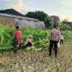 Polsek Kuripan Dukung Ketahanan Pangan di Dusun Pelulan Lewat Sosialisasi ke Petani Jagung