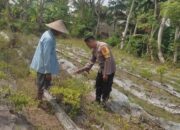 Polsek Labuapi Ajak Warga Desa Kuranji Wujudkan Kemandirian Pangan Lewat Pertanian Pekarangan