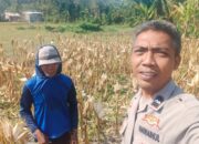 Sinergi Polri dan Petani Jagung Eyat Mayang Perkuat Ketahanan Pangan Nasional