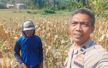 Sinergi Polri dan Petani Jagung Eyat Mayang Perkuat Ketahanan Pangan Nasional