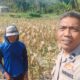 Bhabinkamtibmas Eyat Mayang Dampingi Petani Jagung untuk Perkuat Ketahanan Pangan