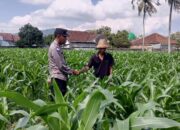 Sinergi Polri dan Petani, Panen Jagung di Sekotong Berjalan Aman